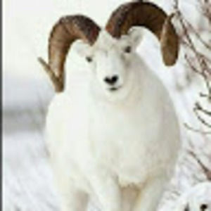 Meet your Posher, Crazy aries